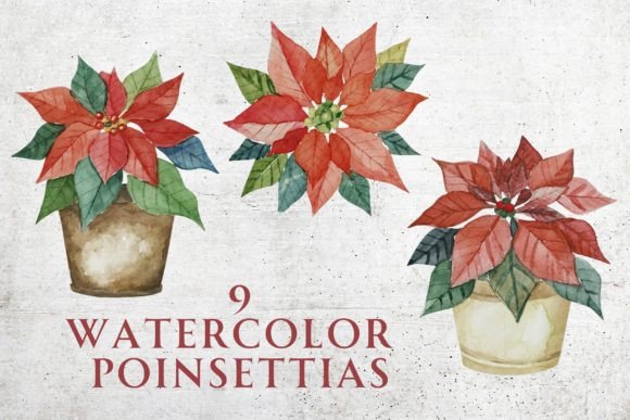 Watercolor Christmas Poinsettias Illustrations